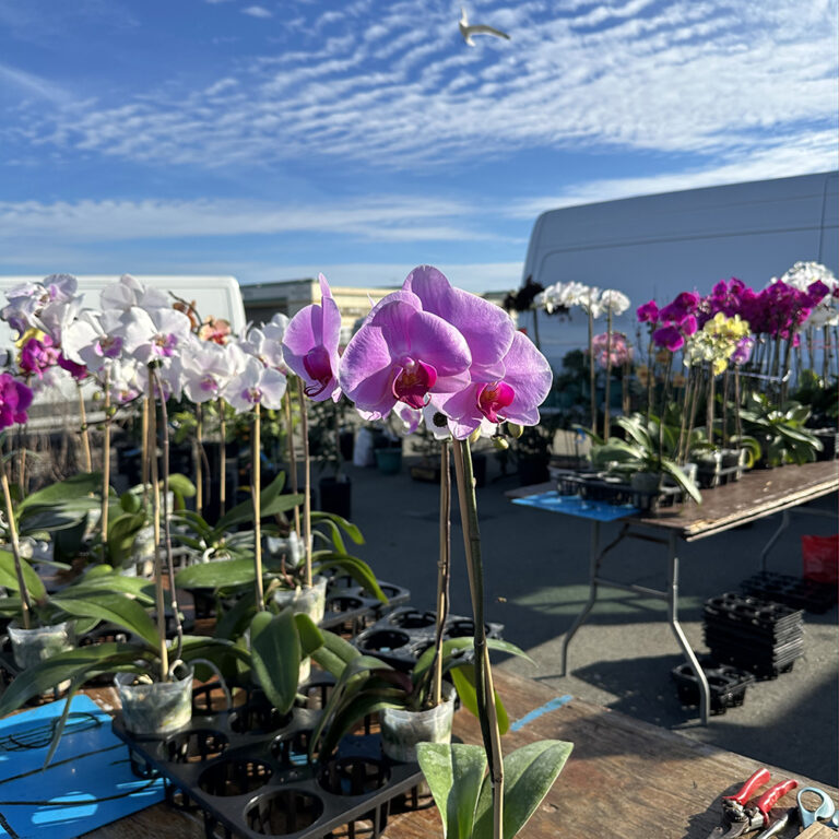 orchid grid